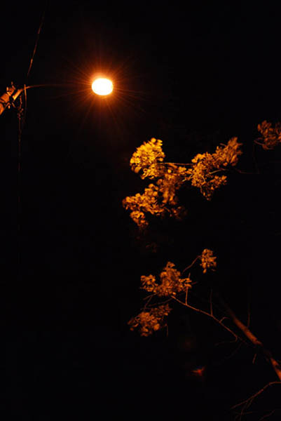 Tuulen tuoksu  <br>pigmenttivedos alumiinille, 60 x 90 cm, 2010